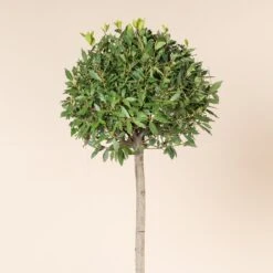Laurus Nobilis – Three Quarter Standard -The Palm Centre Store LNO H60 3 scaled 2