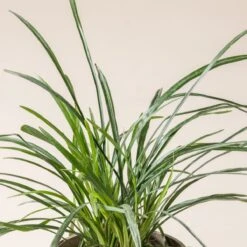 Liriope Muscari ‘Big Blue’ -The Palm Centre Store L 15203 600ff84b8ed12