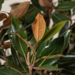 Magnolia Grandiflora “Galissonniere Praecox” – Bush Form -The Palm Centre Store MLG 45 1 scaled 1
