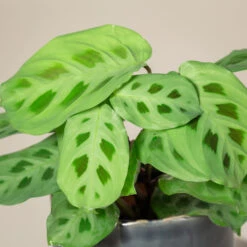 The Palm Centre Store -The Palm Centre Store MLK