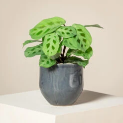 Maranta Leuconeura ‘Kerchoveana’