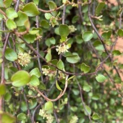 Muehlenbeckia Complexa -The Palm Centre Store M 15011 5f4aa9cf85631