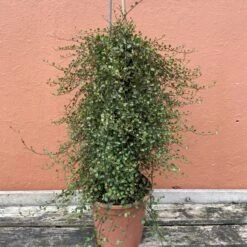 Muehlenbeckia Complexa -The Palm Centre Store M 15011 5f4aa9d1f75c4