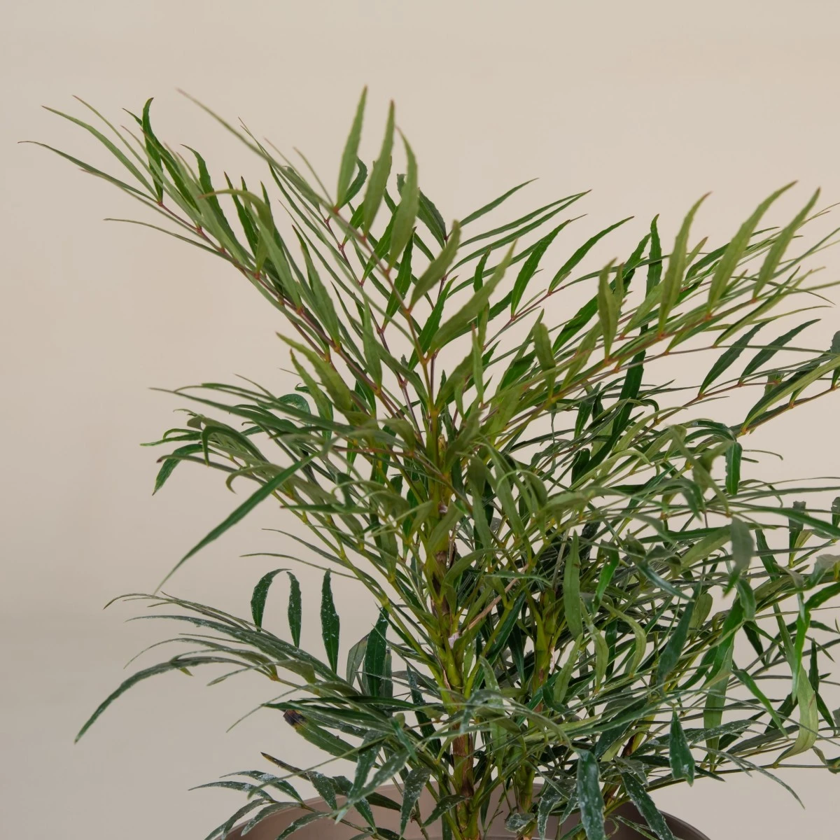 Mahonia ‘Soft Caress’ 6 Mahonia ‘Soft Caress’ - Image 6