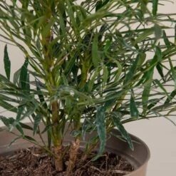 Mahonia ‘Soft Caress’ 14 Mahonia ‘Soft Caress’ -The Palm Centre Store M 16706 5f790f816c9fb