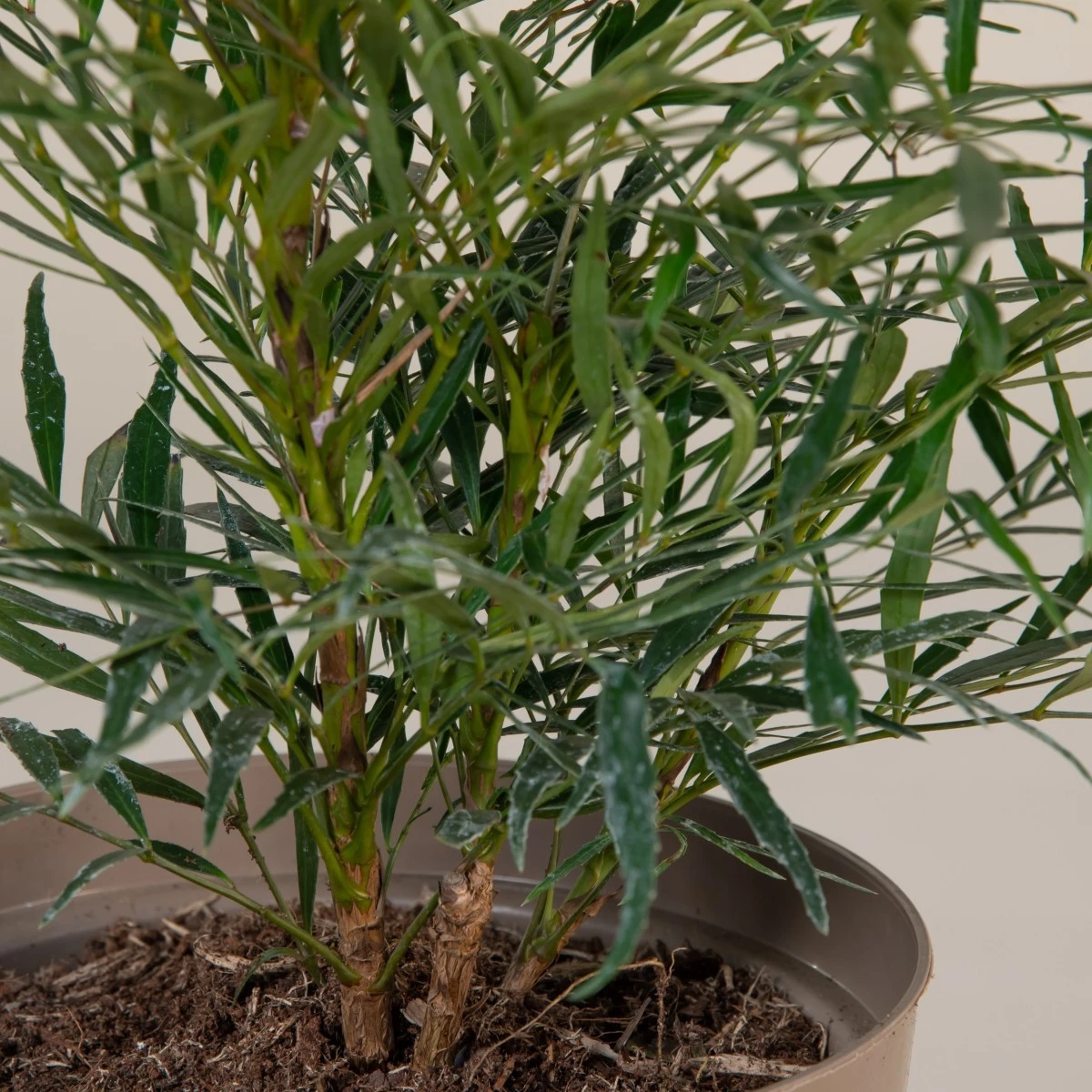 Mahonia ‘Soft Caress’ 7 Mahonia ‘Soft Caress’ - Image 7