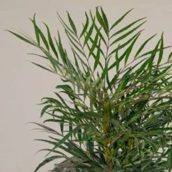 Mahonia ‘Soft Caress’ 15 Mahonia ‘Soft Caress’ -The Palm Centre Store M 16706 5f790f8268c9d