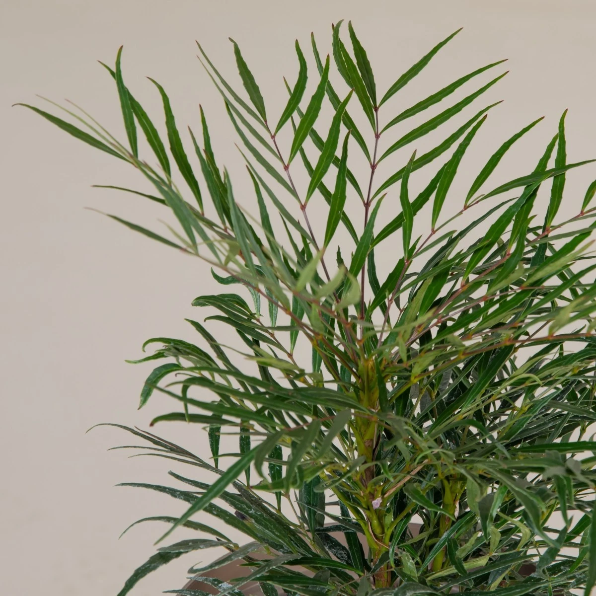 Mahonia ‘Soft Caress’ 8 Mahonia ‘Soft Caress’ - Image 8