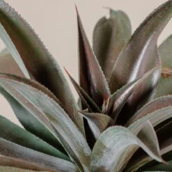 Mangave ‘Mission To Mars’ -The Palm Centre Store M 18311 2zrqiH4SI0PjvpA0D8mlvpCVLBzsFW8spzfnJOUl