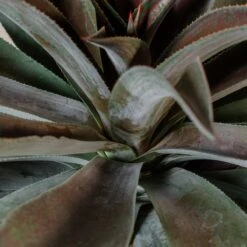 Mangave ‘Mission To Mars’ -The Palm Centre Store M 18311 kSR2tKbjBkARWVXJbycQ027yGaN0cjOXbiVazfcJ