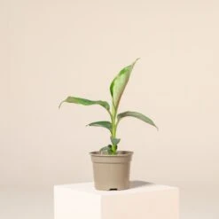 Musa Sikkimensis ‘Bengal Tiger’