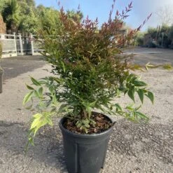 Nandina Domestica ‘Obsessed’ -The Palm Centre Store NAO 60a95a89ddfc6