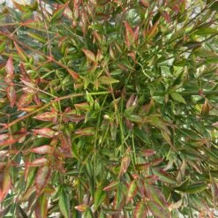 Nandina Domestica ‘Obsessed’ -The Palm Centre Store NAO 60a95a8bb9e5d