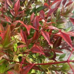 Nandina Domestica ‘Obsessed’ -The Palm Centre Store NAO 60a95a8d90b9b