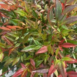 Nandina Domestica ‘Obsessed’ -The Palm Centre Store NAO 60a95a8f546f9