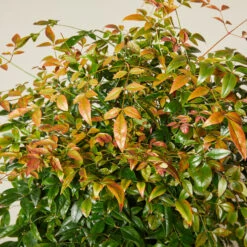 Nandina Domestica ‘Obsessed’ -The Palm Centre Store NAO 6138879db4519