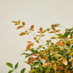 Nandina Domestica ‘Obsessed’ -The Palm Centre Store NAO 613887a110bc8