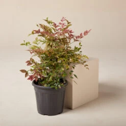 Nandina Domestica ‘Obsessed’ -The Palm Centre Store NAO 61997dcf6e156