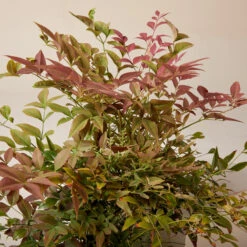 Nandina Domestica ‘Obsessed’ -The Palm Centre Store NAO 61997dd1e41c4