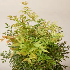 Nandina Domestica ‘Gulf Stream’ -The Palm Centre Store NGU 61997ea5b926c 1