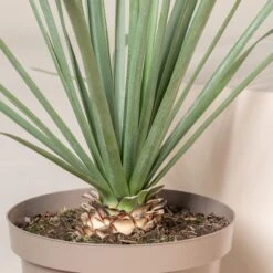 Nolina Nelsonii -The Palm Centre Store NNL 1 scaled 1