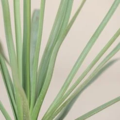 Nolina Nelsonii -The Palm Centre Store NNL 10 4 scaled 1