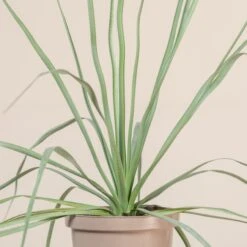 Nolina Nelsonii -The Palm Centre Store NNL 10 5 scaled 1