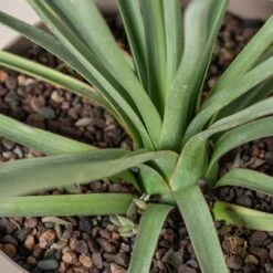 Nolina Nelsonii -The Palm Centre Store NNL 3 scaled 1