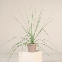 Nolina Nelsonii -The Palm Centre Store NNL 4 6 scaled 1