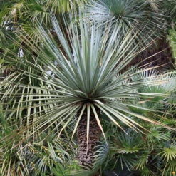 Nolina Nelsonii -The Palm Centre Store Nolina nelsonii 1 3