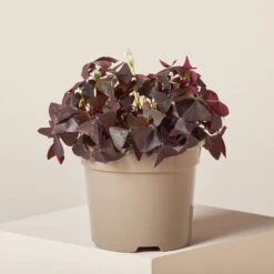Oxalis ‘Black Velvet’