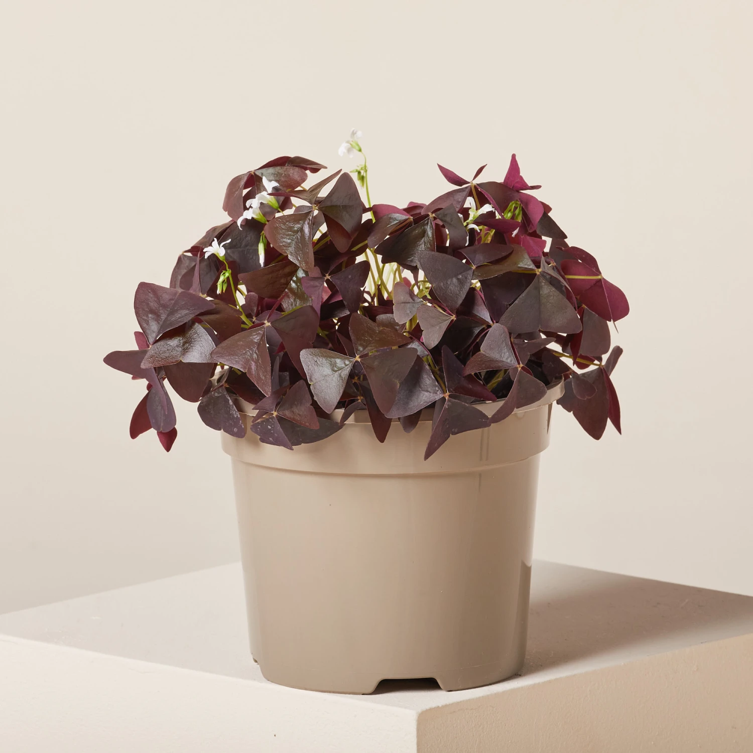 Oxalis ‘Black Velvet’ 1 Oxalis ‘Black Velvet’