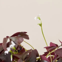 Oxalis ‘Black Velvet’ 7 Oxalis ‘Black Velvet’ -The Palm Centre Store OBV 619948b5129ae