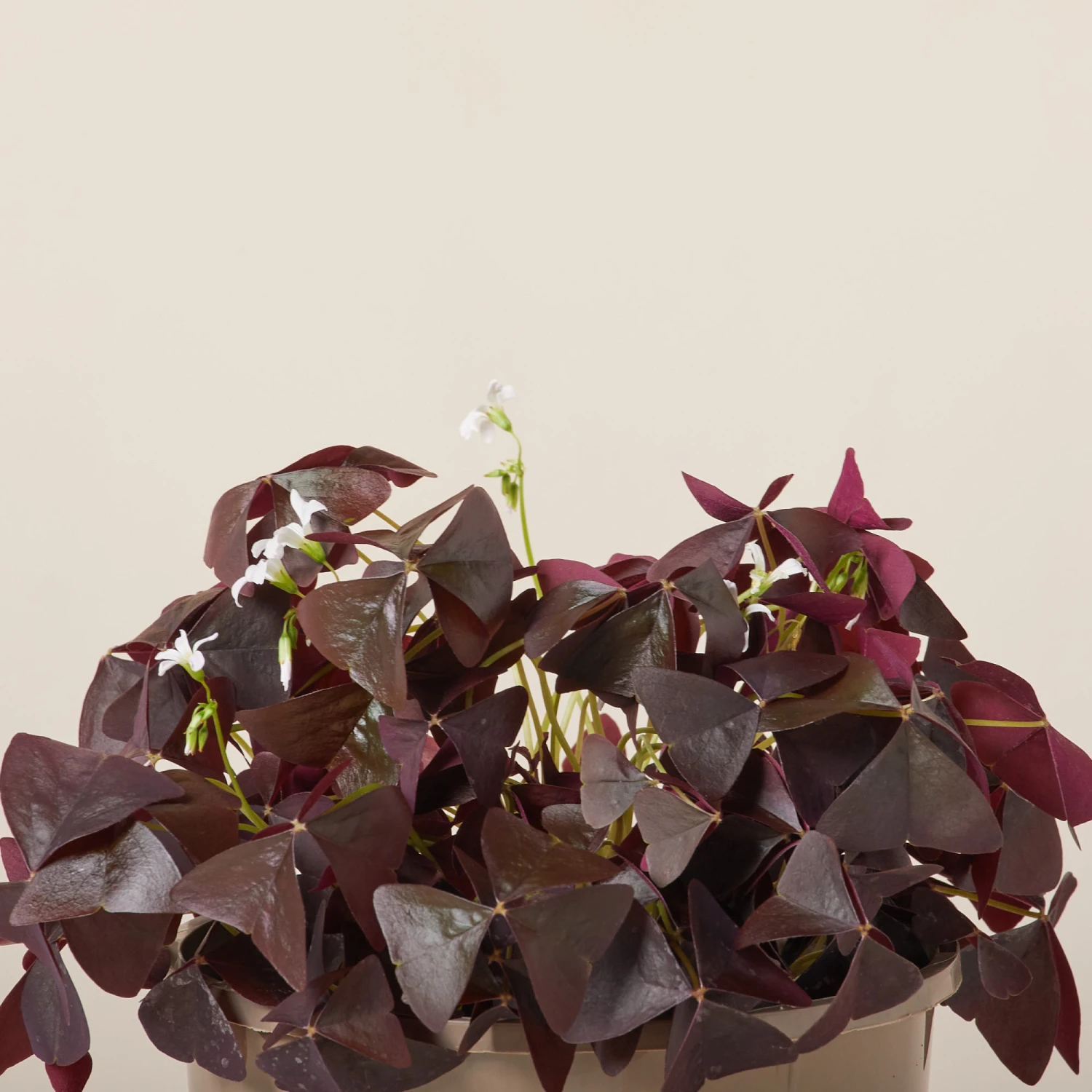 Oxalis ‘Black Velvet’ 3 Oxalis ‘Black Velvet’ - Image 3