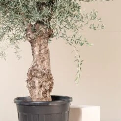 Olea Europaea – Bonsai Form -The Palm Centre Store OEU ABI 2 scaled 1