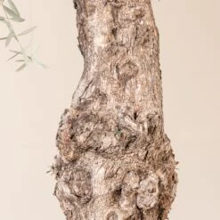 Olea Europaea – Bonsai Form -The Palm Centre Store OEU ABI 3 scaled 1