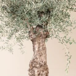 Olea Europaea – Bonsai Form -The Palm Centre Store OEU ABI 4 scaled 1