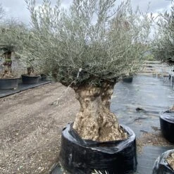 Olea Europaea – Ancient -The Palm Centre Store OEU ANC 60a93e450e4d0