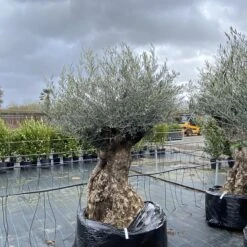 Olea Europaea – Ancient -The Palm Centre Store OEU ANC 60a93e46d38df