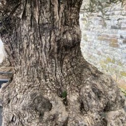 Olea Europaea – Ancient -The Palm Centre Store OEU ANC 60a93e48a1ffb