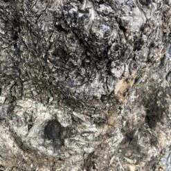 Olea Europaea – Ancient -The Palm Centre Store OEU ANC 60a93e4a7a014