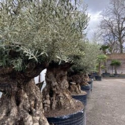 Olea Europaea – Ancient -The Palm Centre Store OEU ANC 60a93e4e1ea08