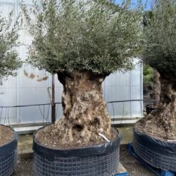 Olea Europaea – Ancient -The Palm Centre Store OEU ANC 60a93e51cefc0