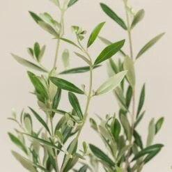 Olea Europaea – Bush Form 12 Olea Europaea – Bush Form -The Palm Centre Store OEU B 10 scaled 1