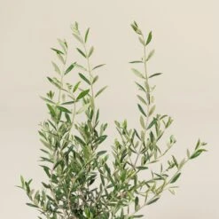 Olea Europaea – Bush Form 13 Olea Europaea – Bush Form -The Palm Centre Store OEU B 11 scaled 1