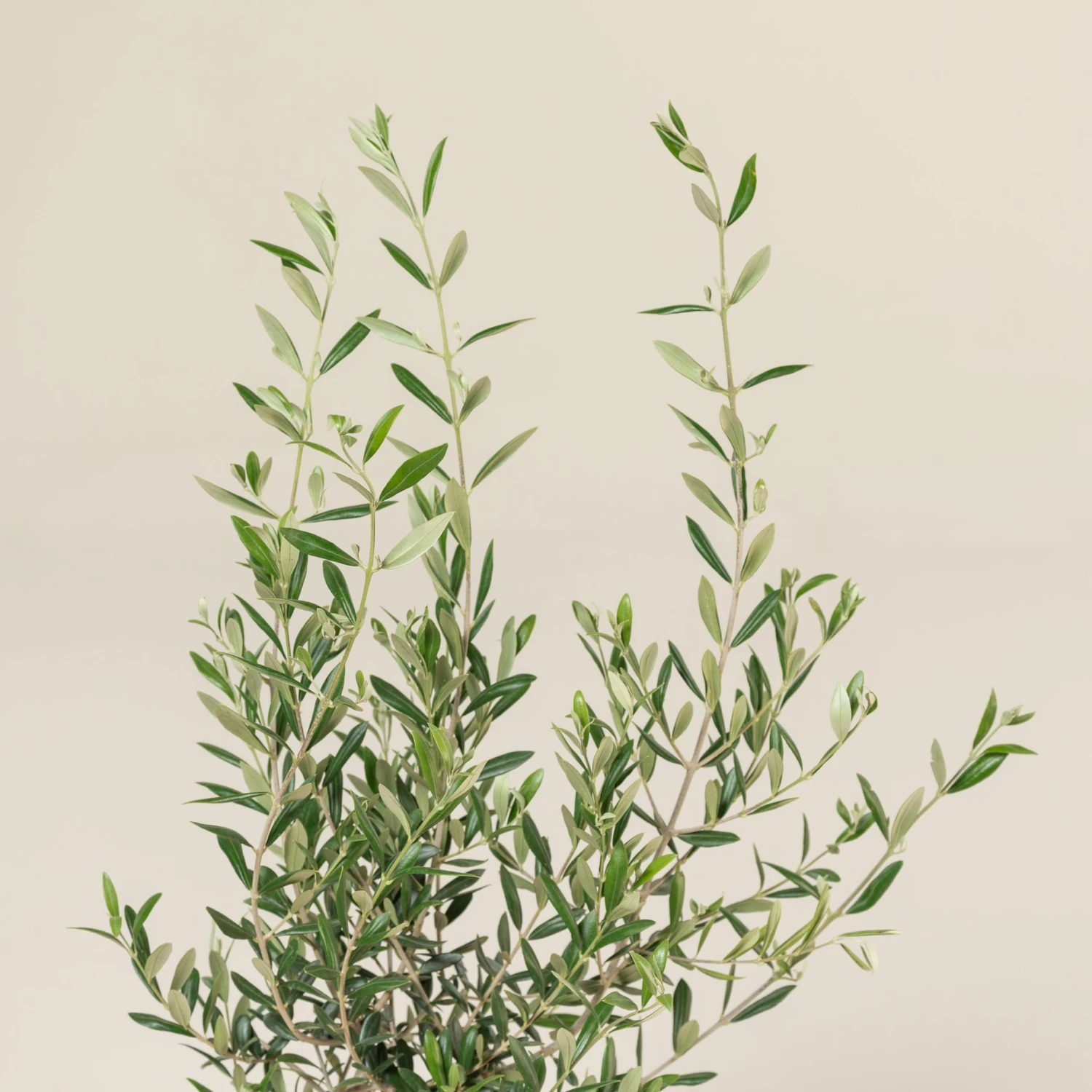 Olea Europaea – Bush Form 5 Olea Europaea – Bush Form - Image 5