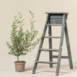 Olea Europaea – Bush Form 16 Olea Europaea – Bush Form -The Palm Centre Store OEU B 2 scaled 1