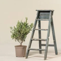 Olea Europaea – Bush Form 17 Olea Europaea – Bush Form -The Palm Centre Store OEU B 3 scaled 1