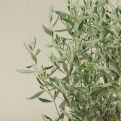 Olea Europaea – Bush Form 11 Olea Europaea – Bush Form -The Palm Centre Store OEU B 4 scaled 1