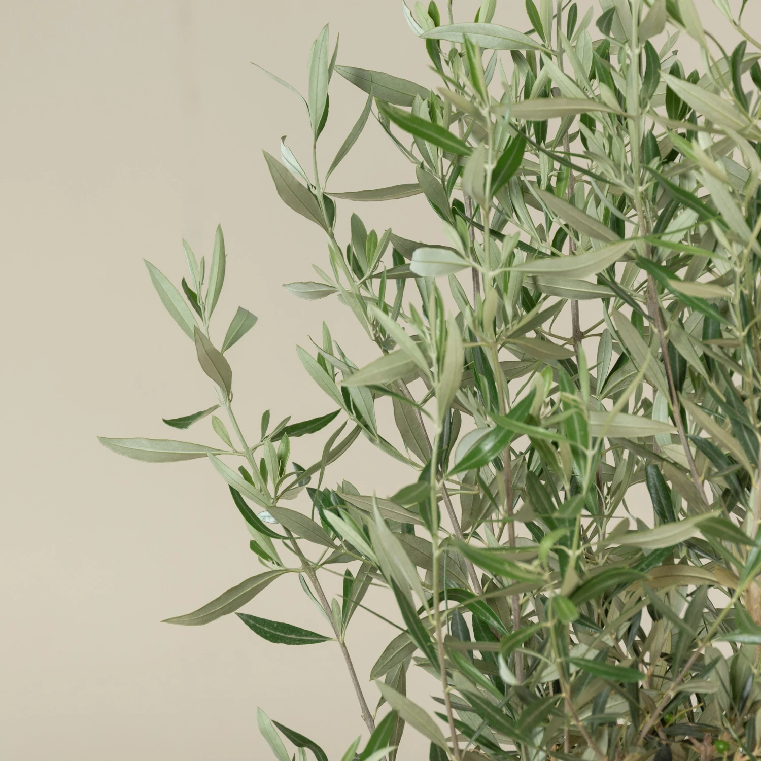 Olea Europaea – Bush Form 3 Olea Europaea – Bush Form - Image 3